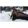 Image 2 : South Dakota Trophy Buffalo Hunt