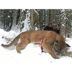 7 Day Hunt for Mt. Lion and Bobcat in British Columbia