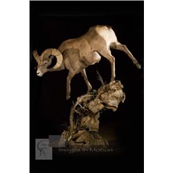 $2000 Taxidermy Certificate