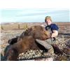 Image 2 : 10 Day Alaskan Brown Bear Hunt
