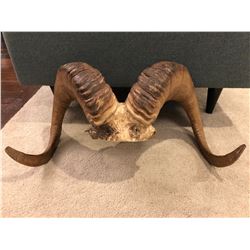 Stone Sheep Horns