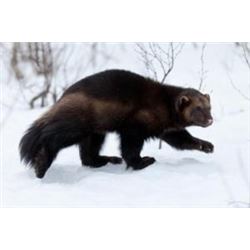 7 Day Trap Line Experience for 2 in Northern British Columbia