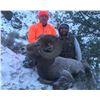 Image 2 : NORTH DAKOTA GOVERNOR’S ROCKY MOUNTAIN BIGHORN SHEEP LICENSE