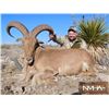 Image 1 : Aoudad Hunt for 2 hunters in New Mexico