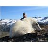Image 1 : ALASKAN HUNT FOR 2 MOUNTAIN GOATS AND 1 SITKA BLACKTAIL DEER FOR 1 HUNTER