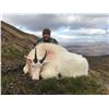 Image 3 : ALASKAN HUNT FOR 2 MOUNTAIN GOATS AND 1 SITKA BLACKTAIL DEER FOR 1 HUNTER