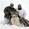 Image 1 : Kyrgyzstan Marco Polo Hunt/Hume Argali