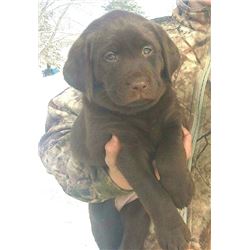 Pick of the Litter Chocolate Lab