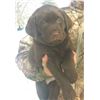 Image 1 : Pick of the Litter Chocolate Lab