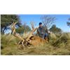 Image 1 : Red Stag Hunt in Argentina for 2 Hunters Caichue Pure Hunting