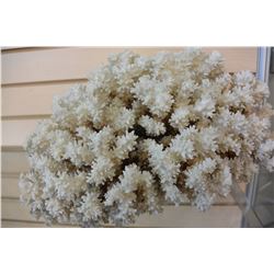 PIECE OF CORAL