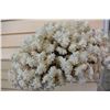 Image 1 : PIECE OF CORAL