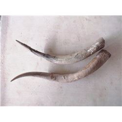 Tow Longhorn Steer  Horns