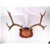 Image 1 : Mounted Deer Horns Approx 22"