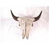 Image 1 : Buffalo Skull