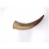 Image 1 : Two Antique Powder Horns
