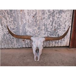 Skull and Horns of a Large Longhorn Steer