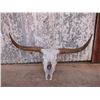 Image 1 : Skull and Horns of a Large Longhorn Steer