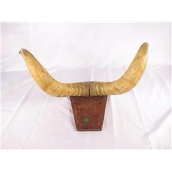 Antique Pair of Mounted Bull Horns
