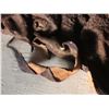 Image 3 : Buffalo Hide