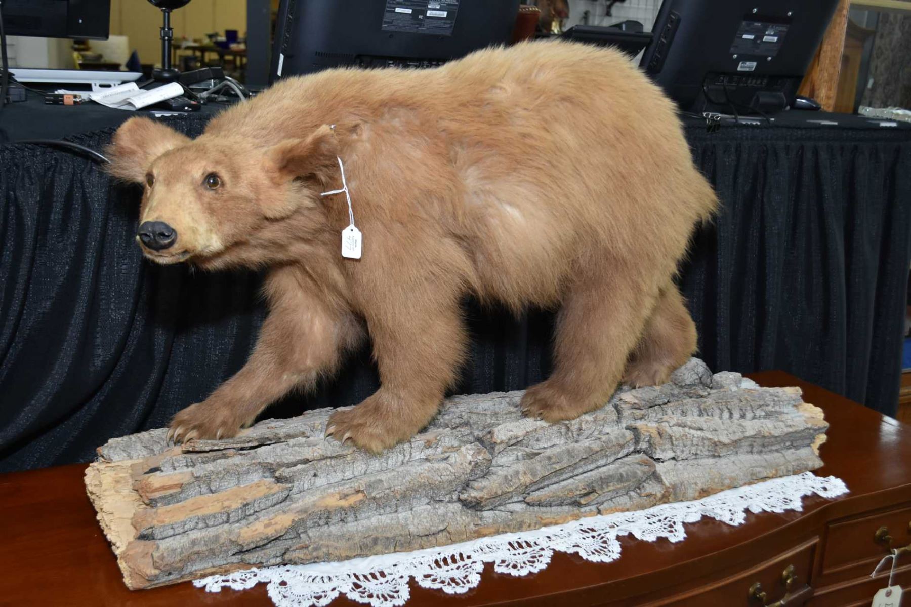 Stuffed and mounted cinnamon bear cub on log, approximately 33" tip to tale