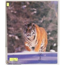LARGE MALE TIGER PRINT (16"X20")