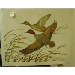 Richardson GREEN-WINGED TEAL LE Print