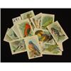 Image 1 : ARM & HAMMER Advertising Cards - BIRDS