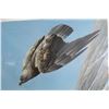 Image 2 : LIMITED EDITION PRINT OF EAGLE BY ROBERT BATEMAN
