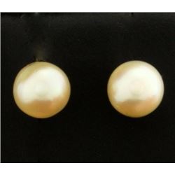 Stud Pearl Earrings