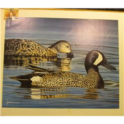 13  x 16  Jes McDonald Print of a pair of Blue-winged Teal.