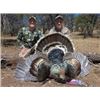 Image 1 : 4 Days, 3 nights Gould’s Turkey Hunt in Mexico for 2 Hunters