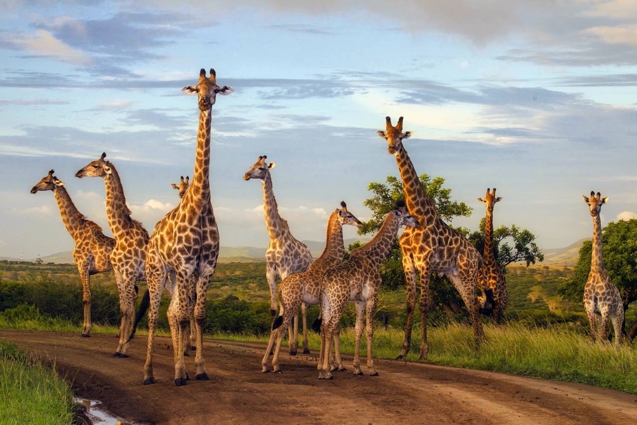 6 Days / 6 Nights Photo Safari with Zulu Nyala for 2 People in Zululand