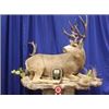 Image 3 : Taxidermy Gift Certificate from the New Mexico Taxidermy Association