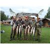 Image 4 : 6 Days / 5 Nights Fully Guided Salmon Fishing Trip for 1  Angler at McDougall Lodge, Lake Creek,  Al