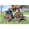 Image 3 : Combo Missouri Turkey Hunt/African Hunting Safari