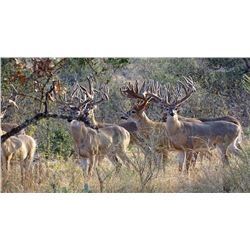 5 Day Hunt for Carmen Mountain White Tail Deer in Coahuila, Mexico