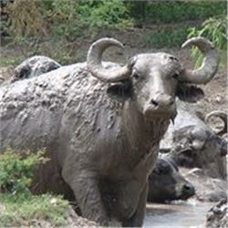 7 Day Sheep Hunt in Argentina for 2 Hunters.