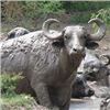 Image 1 : 7 Day Sheep Hunt in Argentina for 2 Hunters.