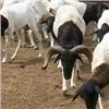 Image 3 : 7 Day Sheep Hunt in Argentina for 2 Hunters.