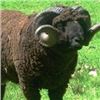 Image 4 : 7 Day Sheep Hunt in Argentina for 2 Hunters.