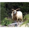 Image 5 : 7 Day Sheep Hunt in Argentina for 2 Hunters.