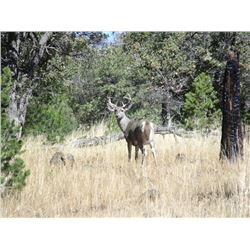 5 Day Coues Whitetail Deer Hunt in Chihuahua, Mexico.