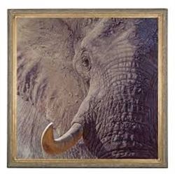 “Tusk” By John Banovich