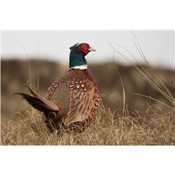 Michigan Pheasant Hunt for 4 Hunters