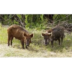 Michigan Feral Hog Hunt