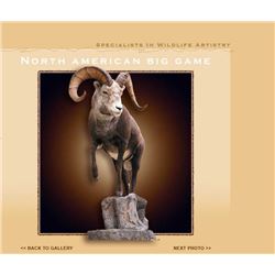 $500 Gift Certificate for Taxidermy Work