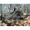 Image 1 : Michigan Upper Peninsula Boar Hunt