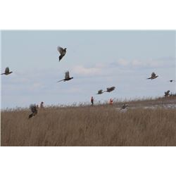 Two Day/Two Night South Dakota Pheasant Hunt