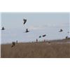 Image 1 : Two Day/Two Night South Dakota Pheasant Hunt